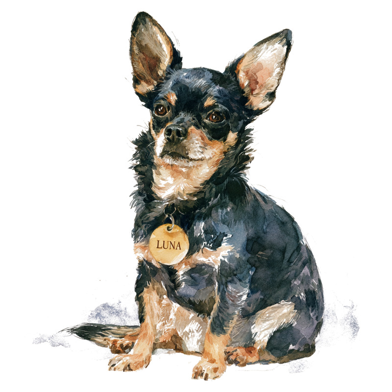 Luna, the most typical dog in San Francisco: a watercolor painting of a black Chihuahua wearing a gold 'LUNA' license tag